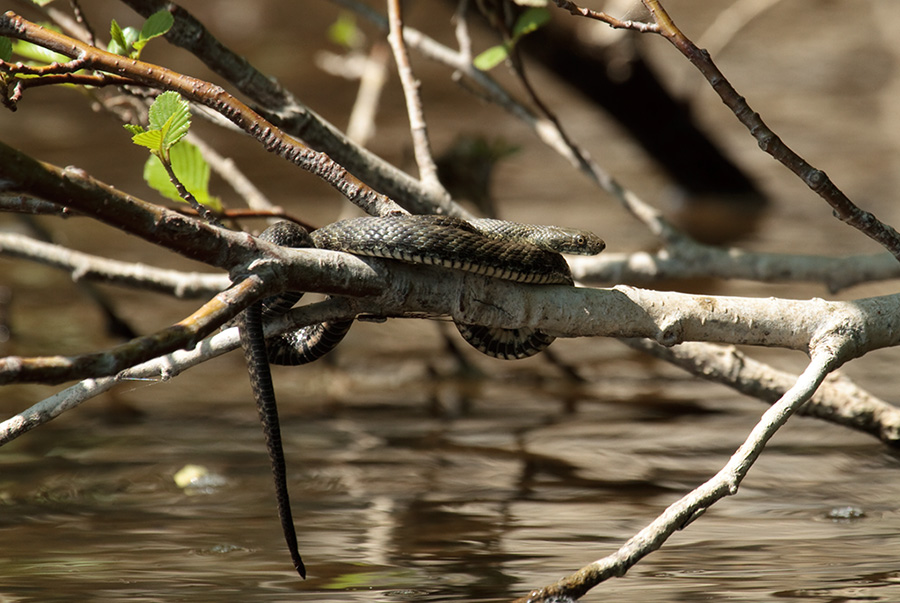 Natrix tessellata ?